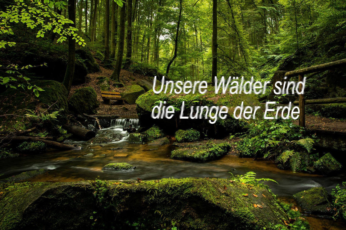 Der Wald - die Lunge der Erde